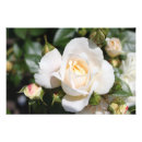 Pesquisar por baratas pôsteres pósteres Floral