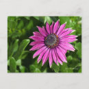 Pesquisar por margarida africana cartoes postais Jardim