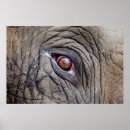 Pesquisar por elefante cinza pôsteres pósteres Para todos