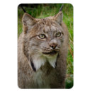 Pesquisar por lince Natureza