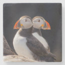 Pesquisar por puffins porta copos Alfinetes
