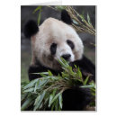 Pesquisar por panda gigante Zoológico