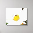 Pesquisar por flores amarelas impressão de canvas Flor silvestre