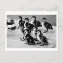 Pesquisar por pato preto cartoes postais Fofo