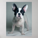 Pesquisar por french bulldog pôsteres pósteres Domestic animals