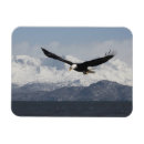 Pesquisar por eagle imas Vida selvagem