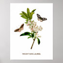 Pesquisar por vintage botanical pósteres Botânico