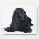 Pesquisar por spaniel Cães