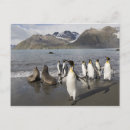 Pesquisar por antarctica cartoes postais Sea