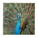 Pesquisar por azul pavão azulejos Pássaro