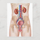 Pesquisar por vasos sanguíneos cartoes postais Anatomia