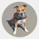 Pesquisar por pit bull adesivos Staffordshire