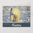 Pesquisar por do animal selvagem cartoes postais Inverno