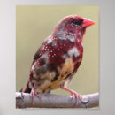 Pesquisar por pássaro vermelho pôsteres pósteres Natureza