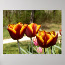 Pesquisar por vermelho da tulipa pósteres Verde
