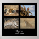 Pesquisar por serengeti pôsteres pósteres Natureza