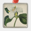 Pesquisar por ilustração botânica ornamentos Flores