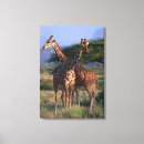 Pesquisar por girafa reticulated Kenya