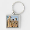 Pesquisar por suricate chaveiros Animal