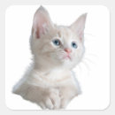 Pesquisar por olhos azuis adesivos Gato