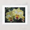 Pesquisar por orquídeas amarelas cartoes postais Orquídea amarela
