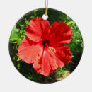 Pesquisar por hibisco ornamentos Fotografia