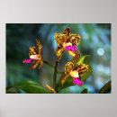 Pesquisar por cattleya pôsteres pósteres Flores