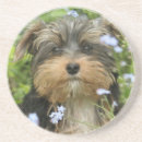 Pesquisar por terrier de york Cão