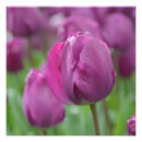 Pesquisar por tulipas roxas pôsteres pósteres Rosa