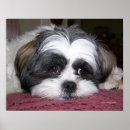 Pesquisar por shih tzu pôsteres pósteres Raça