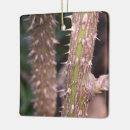 Pesquisar por planta ornamentos Verde