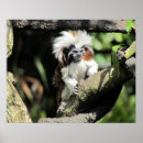 Pesquisar por tamarin pôsteres pósteres Foto