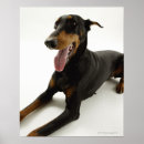 Pesquisar por doberman pôsteres pósteres Animal