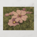 Pesquisar por rosas antigos cartoes postais Convidados