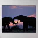 Pesquisar por o elefante pôsteres pósteres Rosa