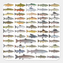 Pesquisar por trout adesivos Peixe