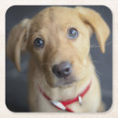 Pesquisar por filhote de cachorro porta copos Golden retriever