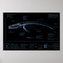 Pesquisar por poster baleias pôsteres pósteres Baleia azul