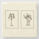 Pesquisar por palmeiras porta copos Árvores