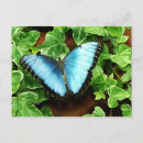 Pesquisar por butterfly cartoes postais Nature