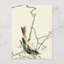 Pesquisar por bird cartoes postais Antigo