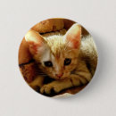 Pesquisar por gatinha botons Gato
