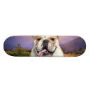 Pesquisar por skate do filhote de cachorro skates Animal de estimação