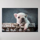 Pesquisar por french bulldog artes pósteres Puppy