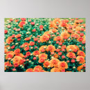 Pesquisar por jardinagem pósteres Flor
