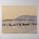 Pesquisar por ilha das orcas pôsteres pósteres Animais selvagens