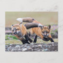 Pesquisar por fox cartoes postais Natureza