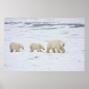Pesquisar por filhote de urso polar pôsteres pósteres Ártico
