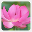 Pesquisar por flor de lótus adesivos Planta aquática