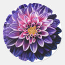 Pesquisar por dahlia adesivos Violeta